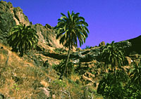 Gran Canaria