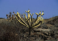 Gran Canaria