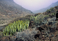 Gran Canaria