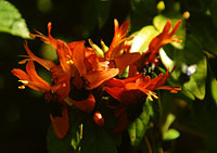 Gran Canaria