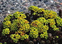 Gran Canaria
