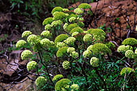 La Gomera