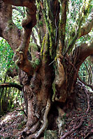 La Gomera