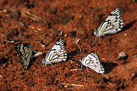 Namibia