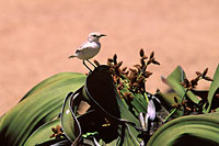 Namibia