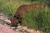 Namibia