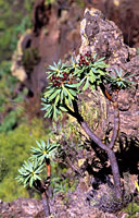 Teno-Montaña de Guama