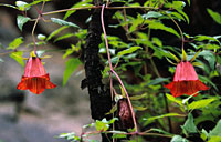 Barranco de la Fuente - Canary Island Bellflower