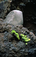 Barranco de Masca