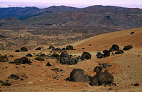 Huevos del Teide