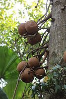 Couroupita guianensis