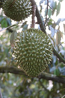 Durian