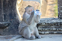 Angkor Wat