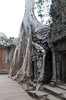 Ta Prohm Tempel